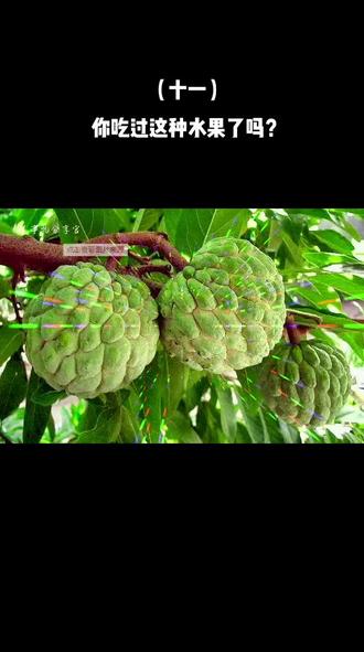 #你吃过这种奇特水果 #没吃过的水果 也许你没吃过这种水果。#番荔枝 食用jin ji #禁忌#释迦果营养价值