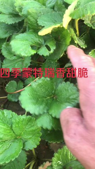 #草莓🍓 四季蒙特瑞草莓,甜香脆,爽口开胃