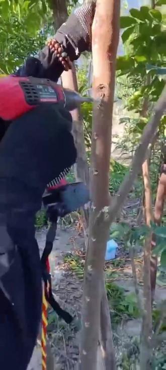 奇楠沉香,种植五年。价值上万一棵!种植百十棵,等于存款百万!#珍稀的奇楠香 #热门 #奇楠沉香 @抖音小助手