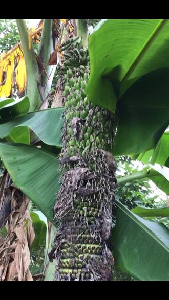 2米长的千指蕉送给你都扛不动千指蕉