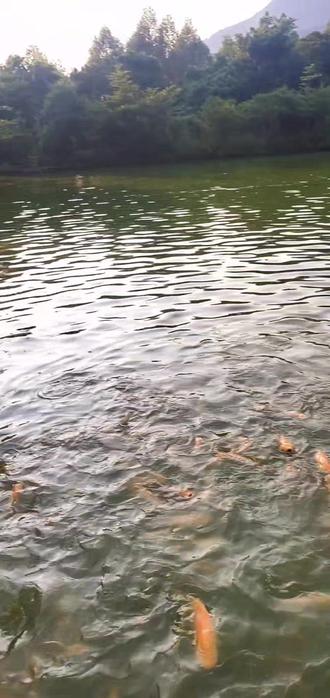 30至40公分赤目黄金鲩