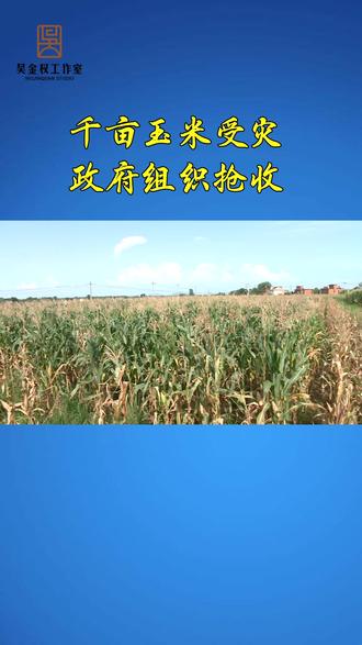 千亩玉米受灾,政府组织抢收#庐江 #玉米受灾 #农业