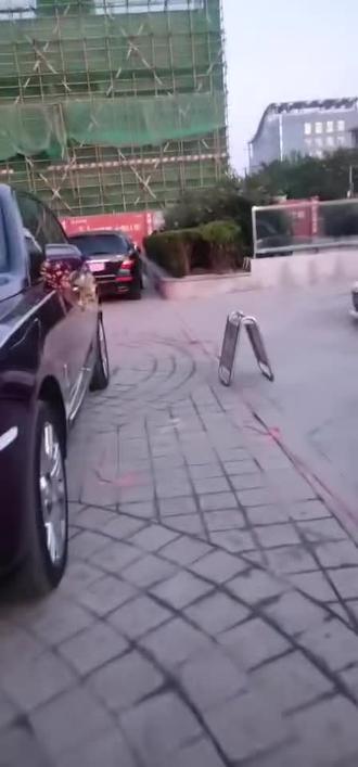 莱西网红小洲结婚全是豪车