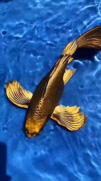 传说中的火焰尾熊猫蝴蝶鲤