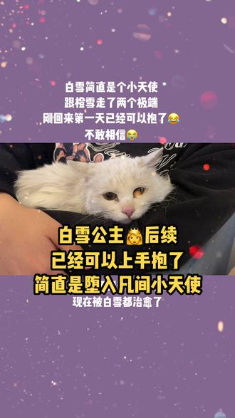 #流浪猫 白雪简直是堕入凡间的小天使,和橙雪走了两个极端。已经可以抱了😂😂😂