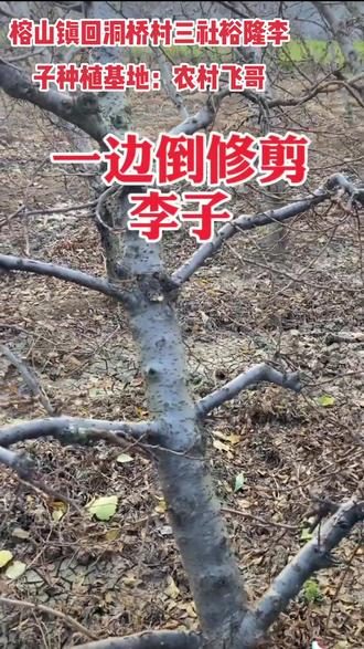 #创作灵感✍ 今天跟朋友们推广一下,一边倒的修剪技术,感谢朋友们的关注:农村飞哥,李子种植#抖音助农 #田间地头就是我的舞台
