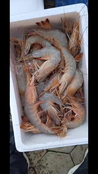 渤海湾野生海捕对虾想吃的联系我