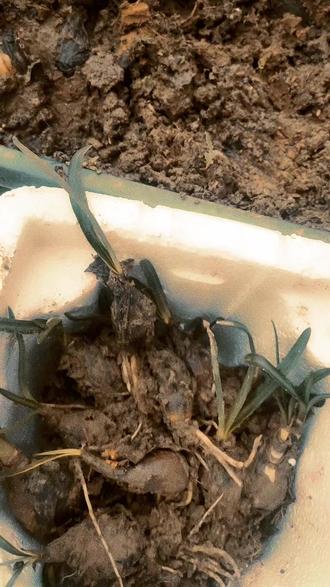 彼岸花未开 彼岸花未开花之前的样子 彼岸花未开是什么意思 抖音 彼岸花未开 彼岸花未开花之前的样子 彼岸花未开是什么意思 抖音