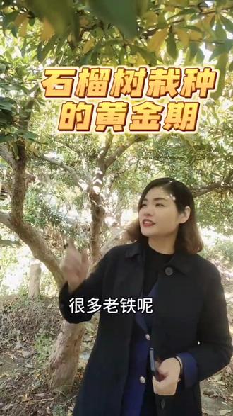 石榴树栽种的黄金期大家知道吗,叶子发黄落叶以后栽种成活率最高,石榴树的叶子枝条都进入了休眠期,根系还在继续生长,容易扎根,来年时候长的更快成活率才会更高#石榴树 #石榴树栽种的方法 #抖音助农 #关注我每天坚持分享知识 #新农人计划2023