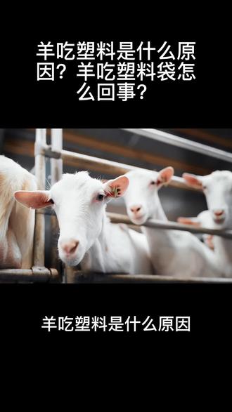 羊吃塑料是什么原因?羊吃塑料袋怎么回事?#小羊羔 #养羊人 #养羊技术