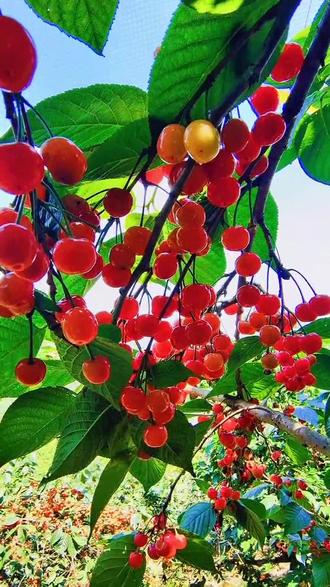 最美人间四月天樱为有你所以美好樱桃手机摄影