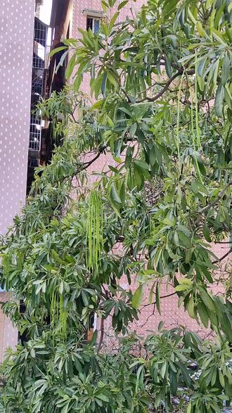 长在树上的豆角你见过吗71