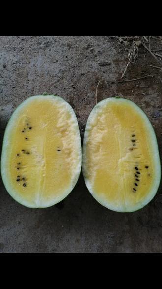 橙香西瓜上市了