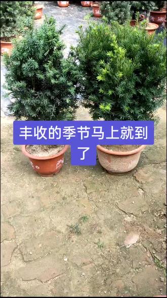 曼地亚红豆杉公母配