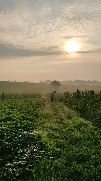 田园晨曦,老农锄禾#原生态乡村生活 #清晨第一缕阳光 - 抖音