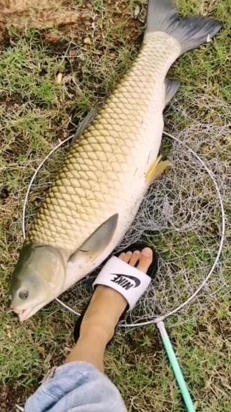 #2022dou来钓鱼 #抖音钓鱼人 #户外钓鱼 #流量抖抖抖不停 #日常钓一钓 #户外垂钓 #野外钓鱼 100豆玩一天,一条就上岸!