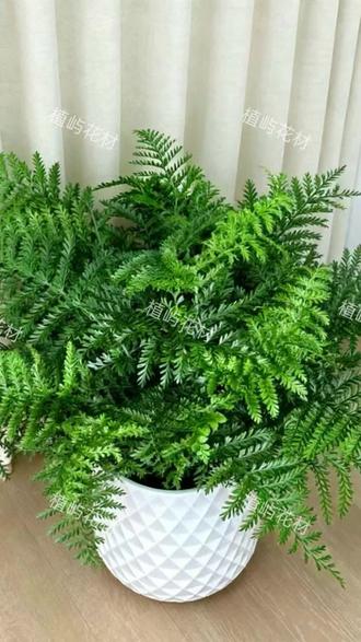 吉姆蕨室内客厅桌面盆栽四季常青净化空气适合家居绿植#吉姆蕨 #室内盆栽 #绿植 #桌面盆栽 #四季常青