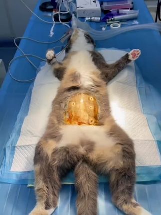 #科学养宠攻略 #萌宠好物 #养猫新手 #养猫人 #化毛球片