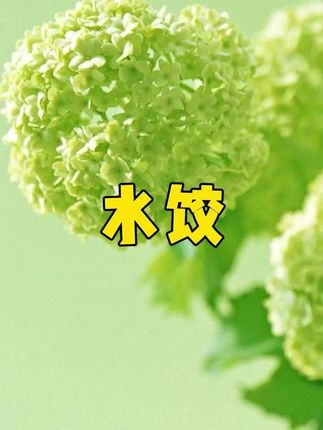 手工水饺大实惠#好吃到停不下来 #饺子 #美食分享 #今日美食分享 #水饺