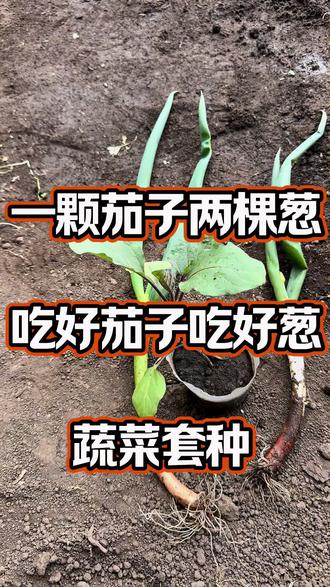 茄子和大葱套种 蔬菜种植