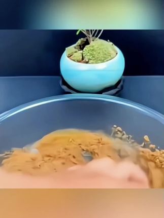 蜘蛛丝状态粉 鲟渔道蜘蛛丝状态粉,鱼饵泡泡球伴侣网状增粘剂水母海藻粉丝大瓶装#蜘蛛丝状态粉