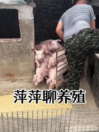 #所有养猪人 #养猪技术 #母猪 #母猪养殖技术