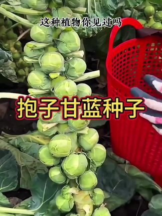 孢子甘蓝种子抱子甘蓝春秋季小型芽球包心菜阳台庭院四季播种简单