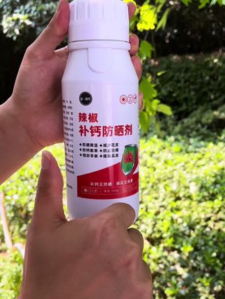 高温天气的辣椒保护#辣椒种植 #辣椒管理技术 #三农种植