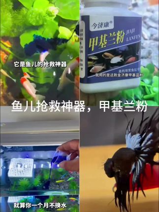养鱼要备上一瓶亚甲基蓝,鱼儿白点白毛用它轻松解决 #亚甲基蓝 #观赏鱼交叉感染 #水族 #520礼物