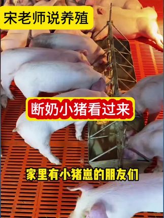 #猪 #养猪 #自繁自养 #养猪人 #三农