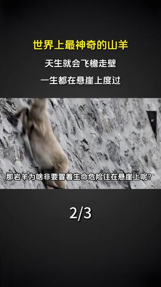 世界上最神奇的山羊,天生就会飞檐走壁,一生都在悬崖上度过 #科普 #涨知识 #石羊