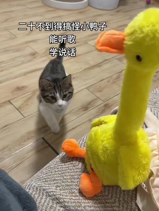 #可爱萌宠 #小猫咪 #家有萌宠