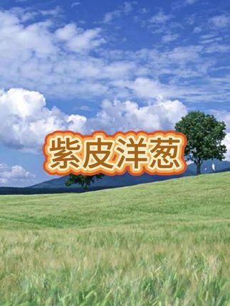 河南紫皮洋葱