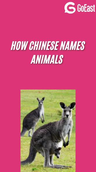 How Chinese names animals #学中文#外国人学中文#歌易中文goeastmandarin#歪果仁学中文#learnChinese