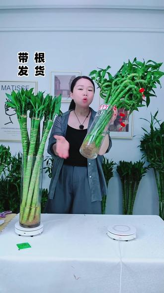 带根文昌竹太好养!加水就活四季常青!