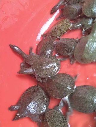 甲鱼苗,需要的新老客户欢迎光临小店,一手货源现抓现发品质保证#好评不断 #甲鱼苗 #甲鱼苗养殖
