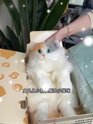 好可爱的仿真猫咪玩偶呀#强烈推荐 #可爱喵 #这也太可爱了吧 #阔爱炸了 #毛绒玩具