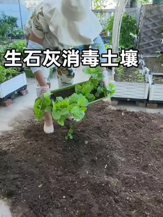#种菜 #病虫害防治 #种植小技巧 #生石灰 #家庭种植