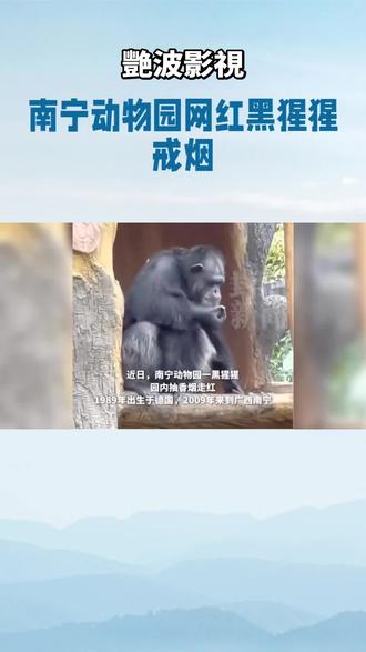 #原創短視頻《南寧動物園網紅黑猩猩戒煙》