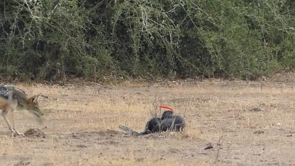 蜜獾不是不怕死,是真的被逼无奈 #动物科普 #蜜獾 #动物冷知识 #野生动物 #动物世界