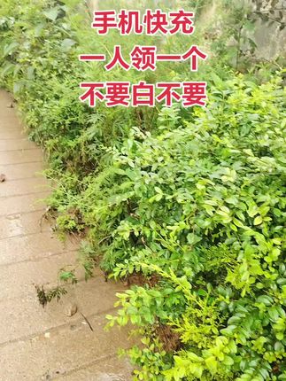 手机超级快充充电器,一人领一单,赶紧薅#快充数据线#手机快充数据线推荐 #充电器#超便宜超划算 #爆款热卖中