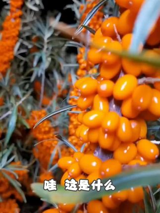 新疆阿勒泰沙棘原浆全果nfc非浓缩2斤大桶装家庭实惠健康果汁饮品