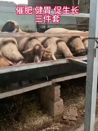#农村创业养殖