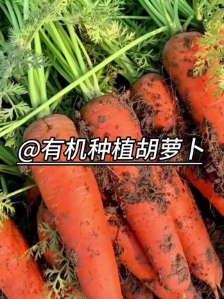 正宗有机胡萝卜,现挖现发,新鲜又好吃,肉质鲜嫩,老人小孩都爱吃#有机胡萝卜#三农流量扶持计划 #抖音新农人 #新农人计划 #胡萝卜