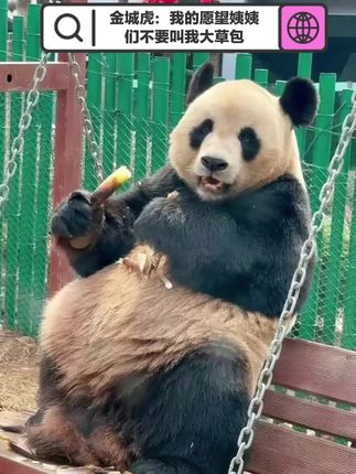 金虎:我什么时候才能摆脱大草包的外号呢#大熊猫 #来这吸熊猫 #国宝不愧是国宝 #金虎 #手作