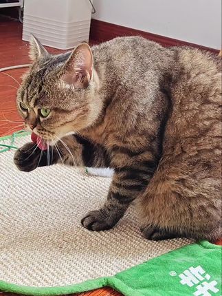 跟毛球说拜拜👋🏻 家里毛孩子时不时的会舔毛,很容易把毛发一块舔进肚子里 猫草不好种 种出来的会发霉,化毛片猫咪也不爱吃  这支 猪喵花枝午化毛膏 解决毛孩子的舔毛问题 #化毛膏#花枝午#毛孩子吐毛球 #化毛膏怎么选 #养猫新手