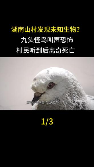 湖南山村发现未知生物?九头怪鸟叫声恐怖,村民听到后离奇死亡#湖南 #九头怪鸟 #未知生物 #野生动物