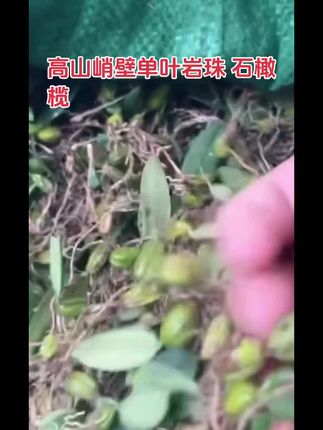 【蛟哥土特产】高山峭壁单叶岩珠#张予曦