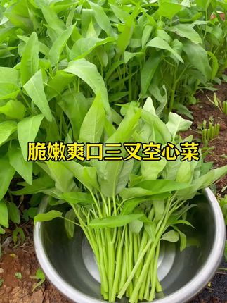 脆嫩好吃又高产的三又空心菜,七八月份你也种一些吧,种一次可以一直采收,阳台花盆都能种。 #种菜#我的小菜园 #家庭种植#空心菜 #种子