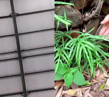 井栏边草(凤尾草)作为传统药用植物,主要有这些功效作用,可帮助改善相关病症:
核心功效
清热解毒:它含生物碱、黄酮类活性成分,有明确的抗菌消炎作用,能抑制杀灭致病菌,减轻炎症反应,可改善热毒引发的发热、咽喉肿痛、口腔溃疡等问题。
凉血止血:对外伤出血有止血消肿的作用,捣碎外敷可以帮助止血、促进创面恢复。
消肿解毒:能缓解各类肿痛、中毒类问题,对痈肿疮毒、虫蛇咬伤都有改善效果。
可辅助改善的常见病症
呼吸道问题:能清解热邪,缓解感冒发热、咽部红肿疼痛(喉痹)的不适。
肠道问题:煎水内服可以收敛肠道,缓解细菌性痢疾带来的腹泻症状。
外科问题:外敷处理痈肿疮毒、虫蛇咬伤、乳腺炎、外伤出血,可起到消肿止痛、止血解毒的作用。
其他:对肝炎、胆囊炎、泌尿系统感染也可以作为辅助调理使用。
⚠️ 重要提醒
草药使用需要结合具体病情把控剂量和用法,请一定在专业中医师的指导下使用,不要擅自采摘服用,避免引发不良反应。如果你需要了解具体的使用方法,可以再告诉我。